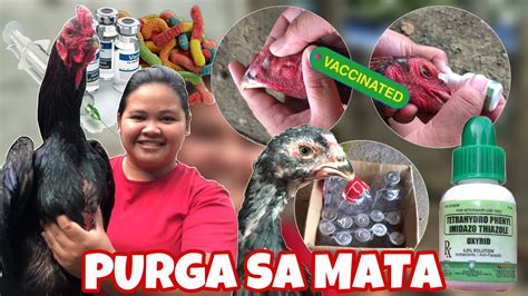 pamurga sa sisiw|Mga Dapat Malaman Tungkol sa Purga .
